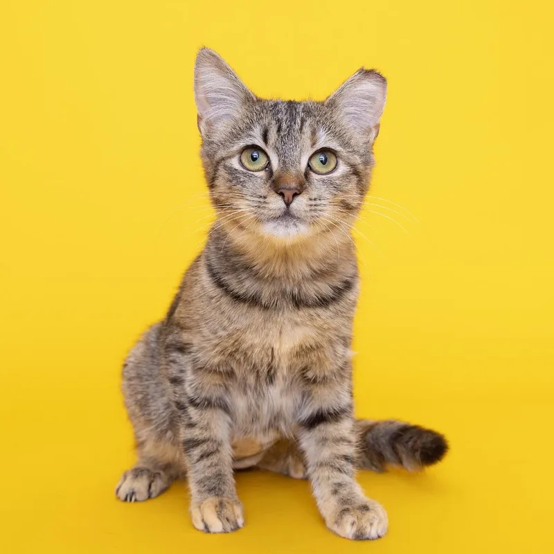 A young small-sized female Brown / Chocolate Domestic Short Hair cat named Marmalade for adoption in Franklin, TN