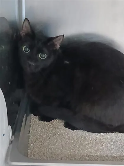 An adult large-sized female Domestic Short Hair cat named Dahlia for adoption in Largo, FL