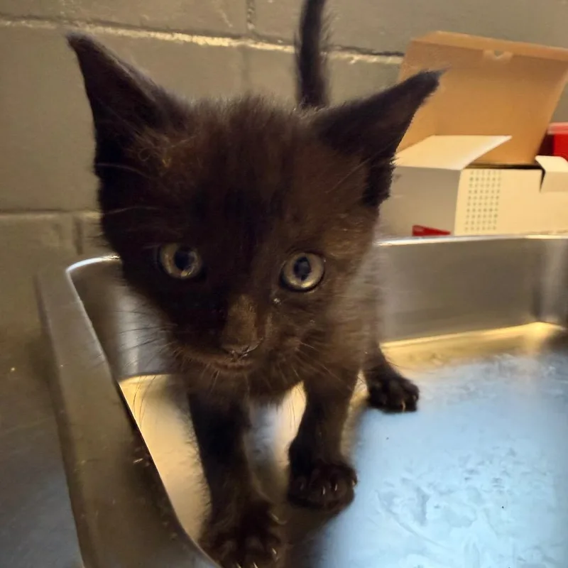 A young medium-sized female Black Domestic Short Hair cat named Luna for adoption in Pasadena , MD