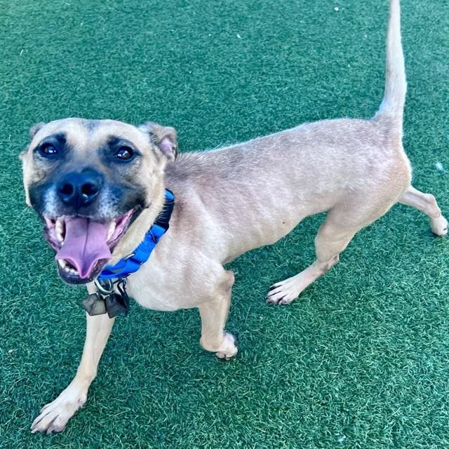 An adult medium-sized female Mixed Breed dog named Mcqueen for adoption in Dallas, TX