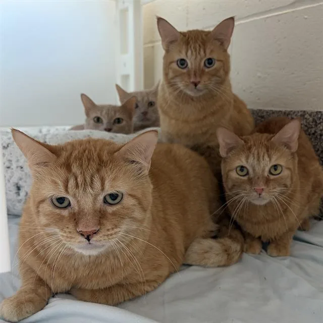An adult small-sized female Domestic Short Hair cat named Buffy for adoption in Centerville, MA