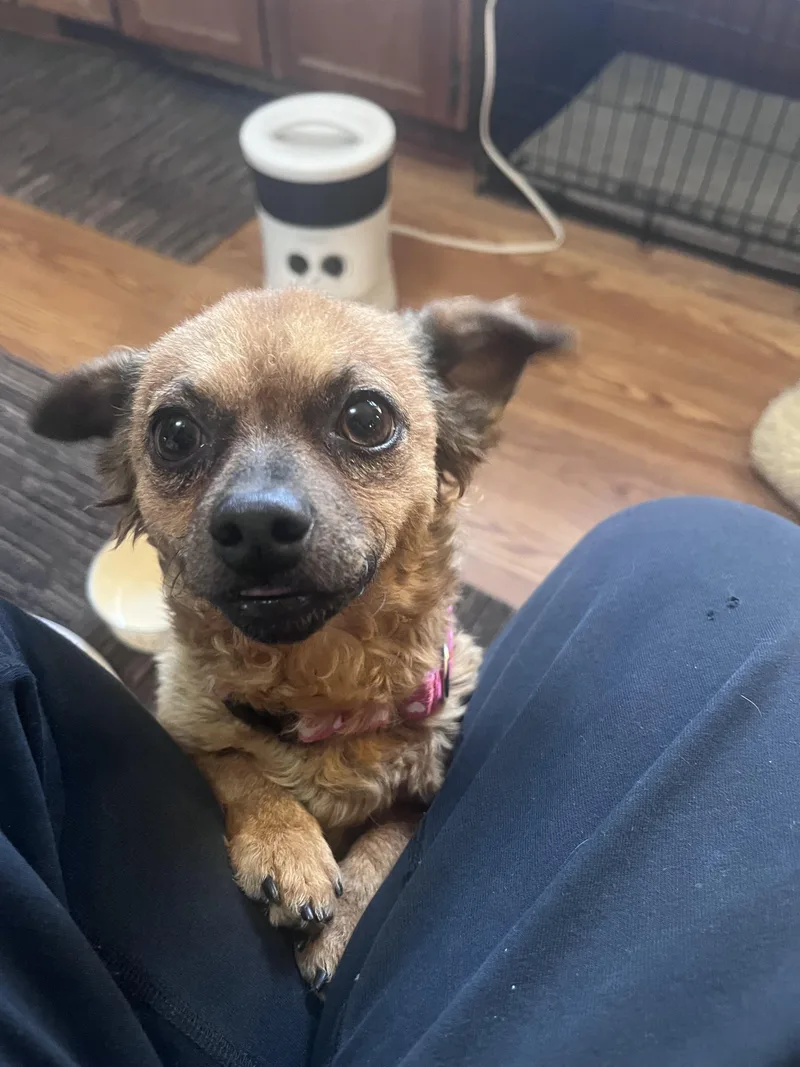 A young small-sized female Chihuahua dog named Acorn for adoption in Windsor, CO
