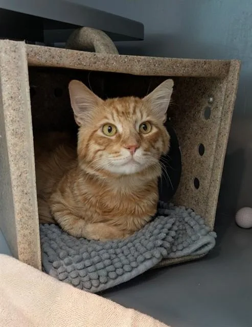 An adult large-sized male Domestic Medium Hair cat named Orangeade for adoption in Leesburg, VA