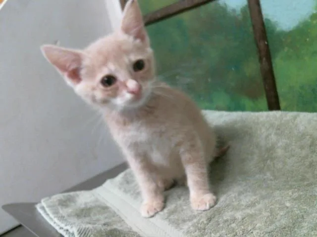 A baby small-sized female Domestic Short Hair cat named Liberty for adoption in Houston, TX