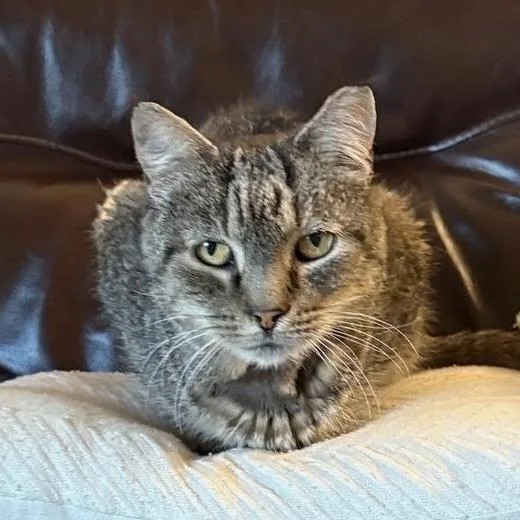 A senior medium-sized male Brown / Chocolate Domestic Short Hair cat named Sal for adoption in Harrisonburg, VA