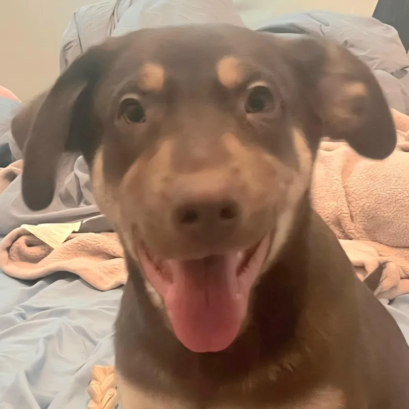 Snoopy Blue "let's Relax thumbnail 2