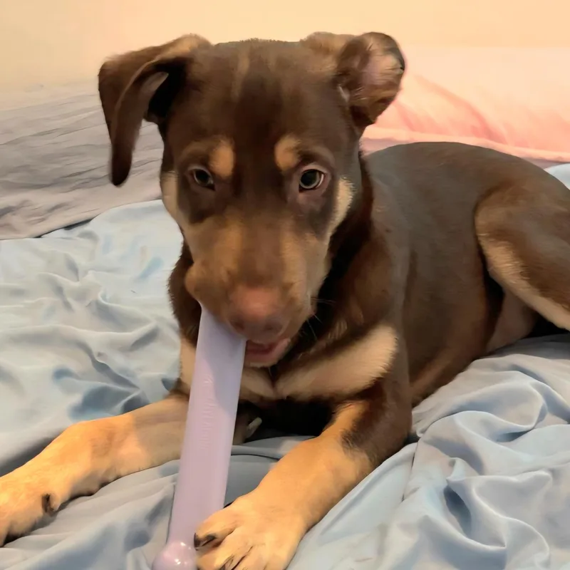 Snoopy Blue "let's Relax thumbnail 3