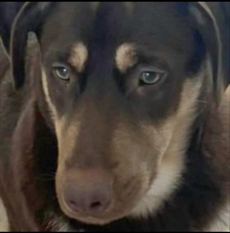 Snoopy Blue "let's Relax thumbnail 4