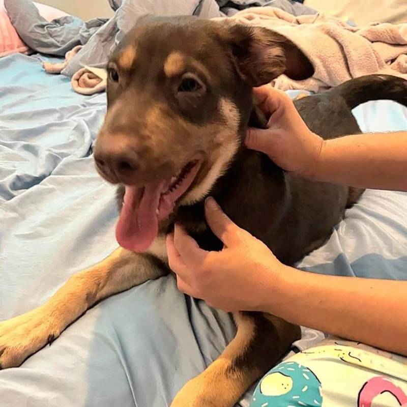 Snoopy Blue "let's Relax thumbnail 5