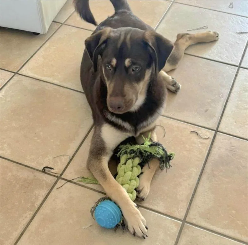 Snoopy Blue "let's Relax