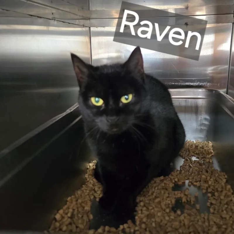 Raven The Huntress