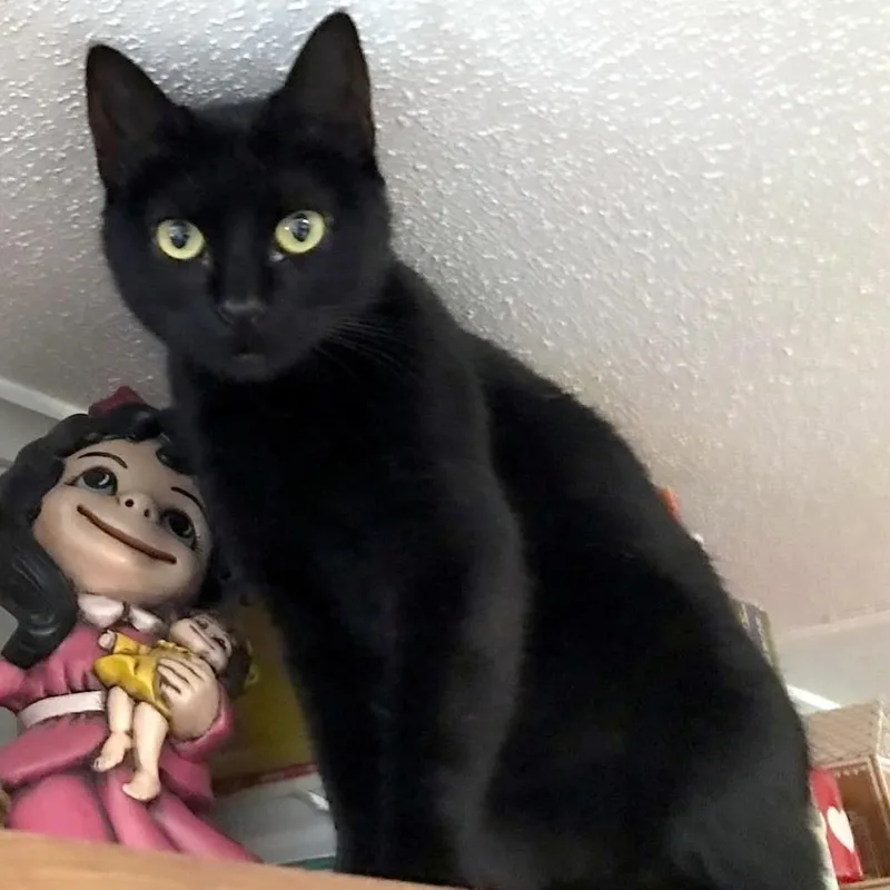 Raven The Huntress thumbnail 2