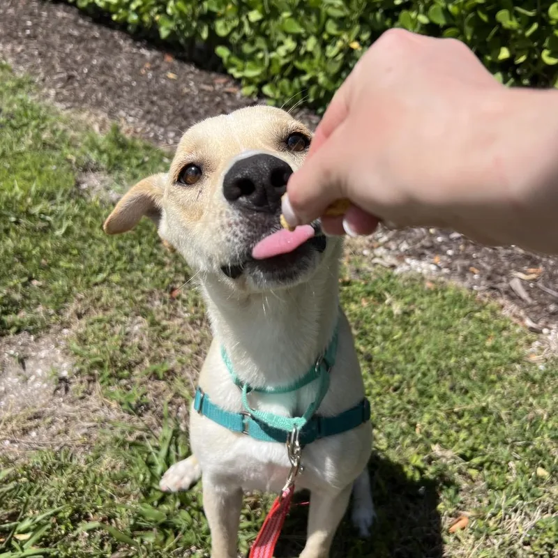 An adult medium-sized male Yellow / Tan / Blond / Fawn Labrador Retriever dog named Motley for adoption in Naples, FL