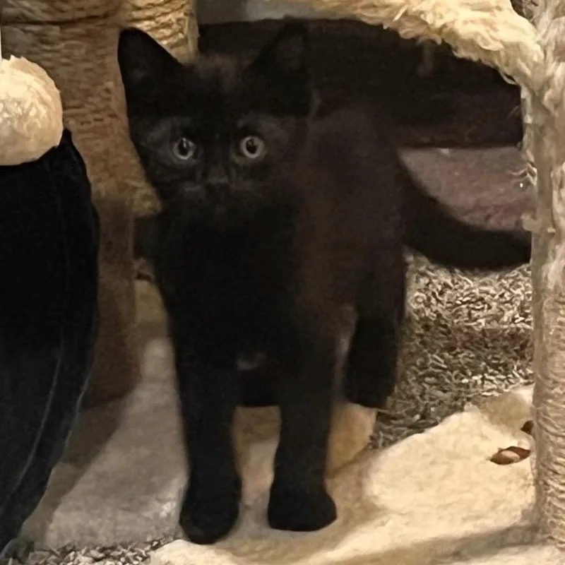 A baby small-sized male Black Domestic Short Hair cat named Dean for adoption in Shawnee, KS