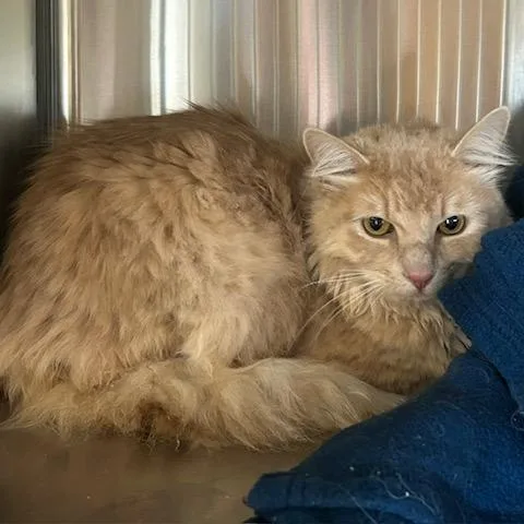 An adult large-sized male Orange / Red Domestic Medium Hair cat named Jesper for adoption in Knoxville, TN