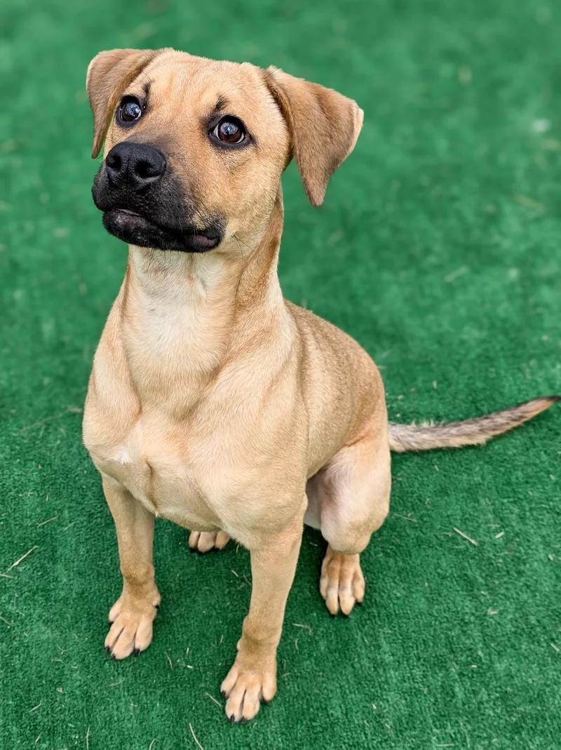 A baby medium-sized female Black and Tan Coonhound dog named Suzie for adoption in Gainesville, TX