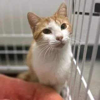 A young medium-sized female Orange / Red Domestic Short Hair cat named Tulip for adoption in Austin, TX