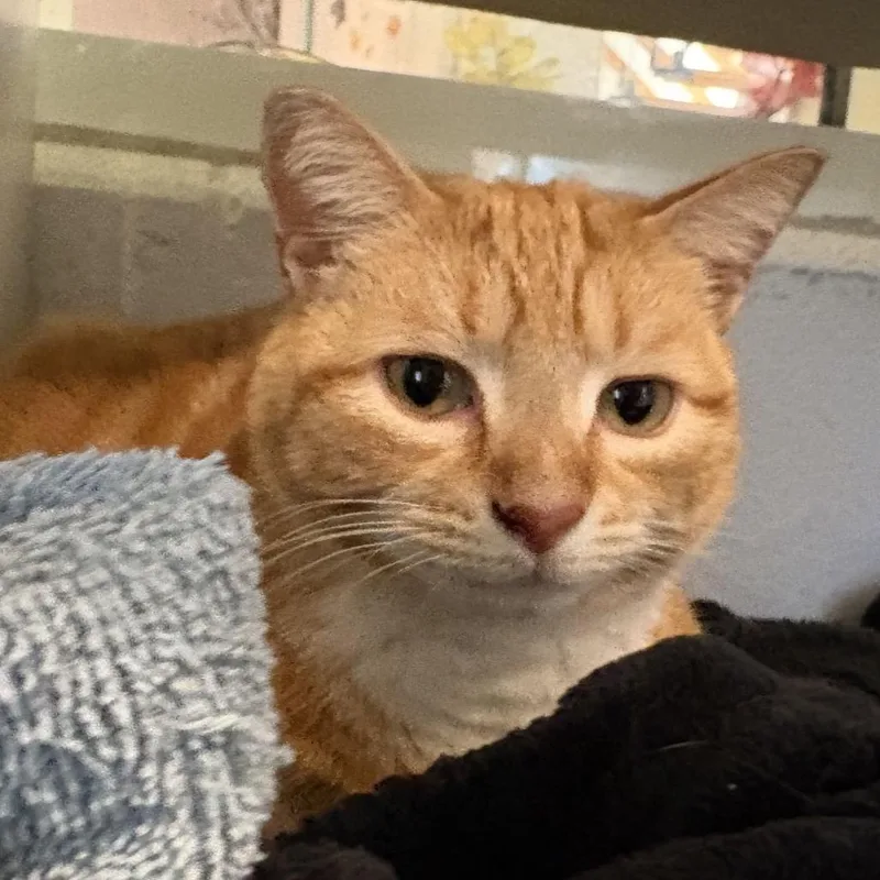 An adult medium-sized female Orange / Red Domestic Short Hair cat named Molly for adoption in Gloucester, VA