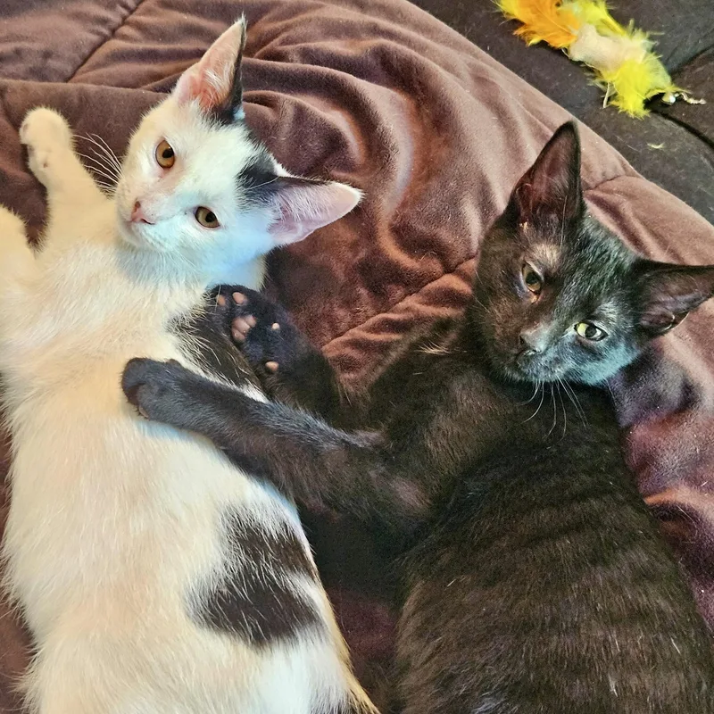 Chambord thumbnail 2