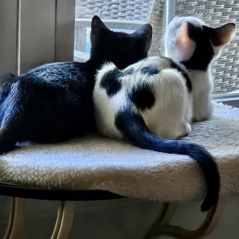 Chambord thumbnail 4