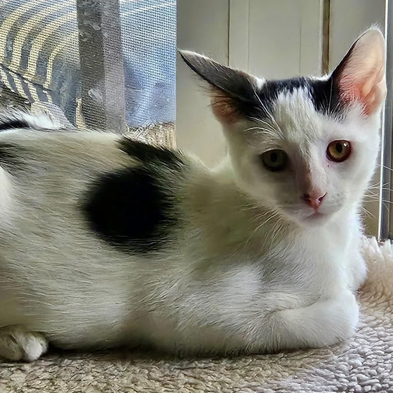 A baby medium-sized male Black & White / Tuxedo Domestic Short Hair cat named Chambord for adoption in Richmond, VA