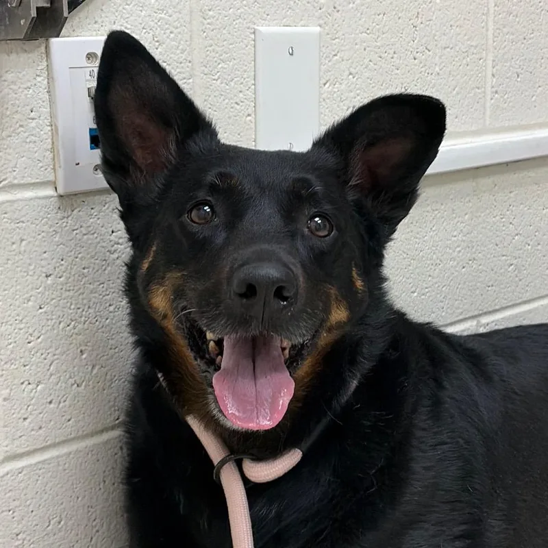 Nova