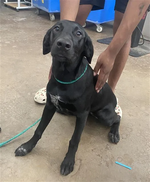 A young large-sized female Labrador Retriever dog named Luna for adoption in Dallas, TX