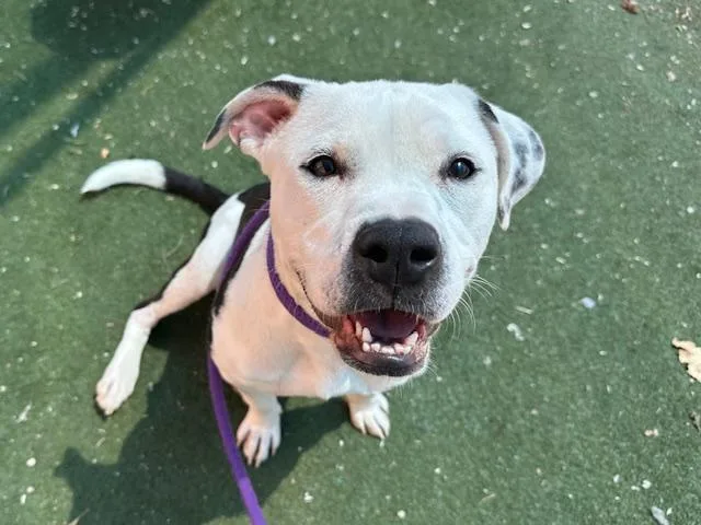 A young medium-sized male Pit Bull Terrier dog named Pepper for adoption in Albuquerque, NM