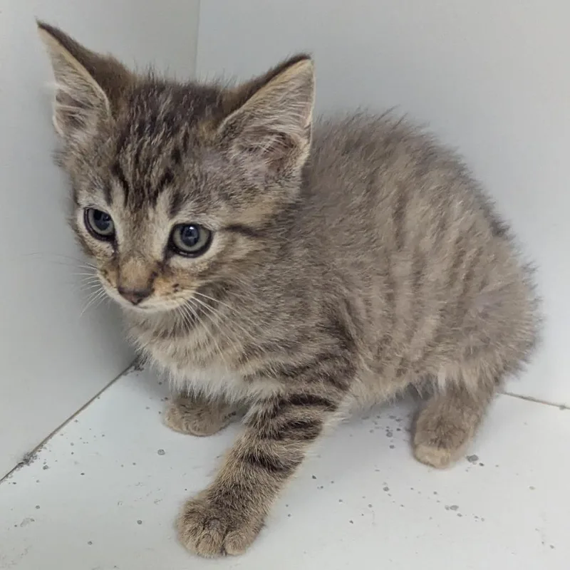 A baby small-sized female Gray / Blue / Silver Domestic Short Hair cat named Marlin for adoption in Jeffersonville, IN