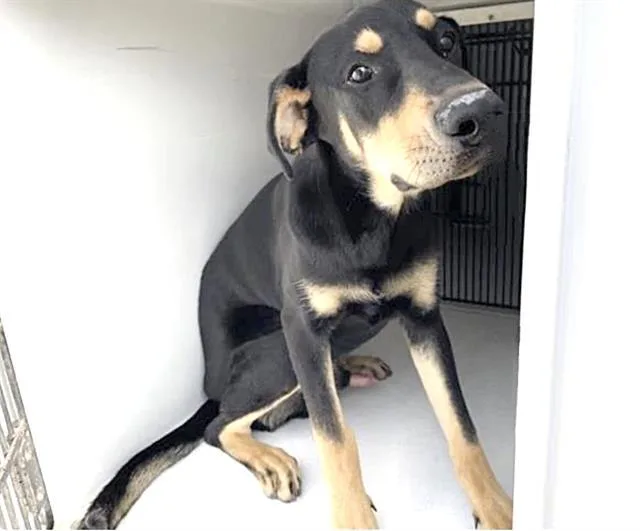 An adult large-sized male Labrador Retriever dog named A for adoption in Houston, TX