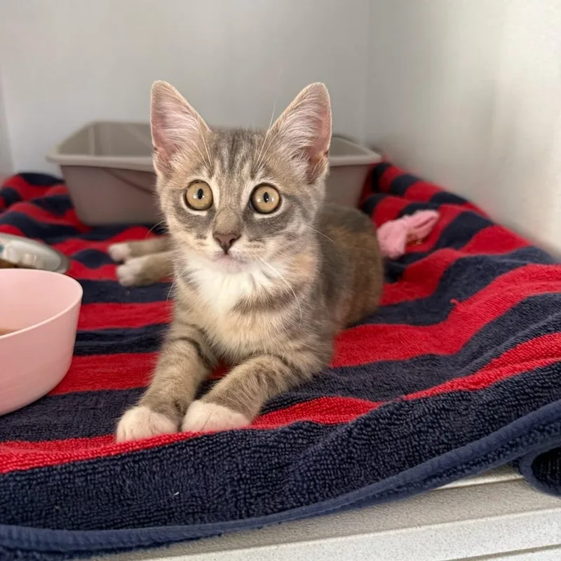 A baby medium-sized female Tabby (Gray / Blue / Silver) Tabby cat named Tuti for adoption in Columbia, SC