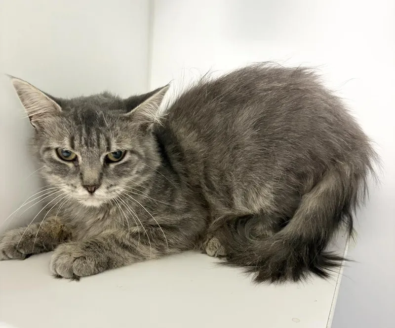 An adult medium-sized female Gray / Blue / Silver Domestic Medium Hair cat named Sable for adoption in Rochester, IN