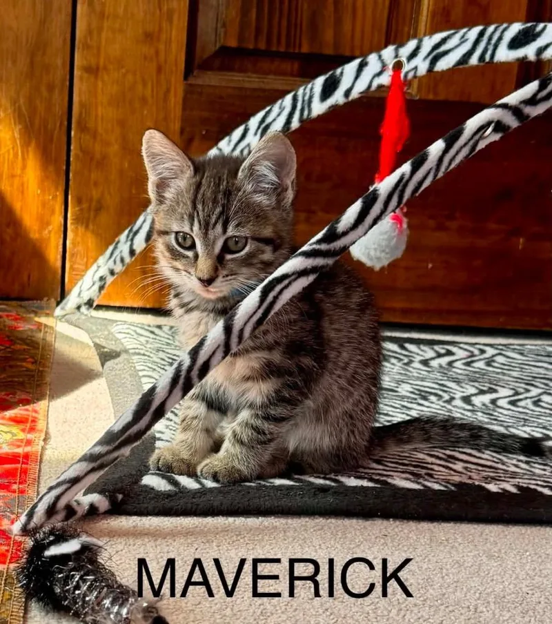 A baby small-sized male Domestic Short Hair cat named Maverick Boy for adoption in Gorham, ME