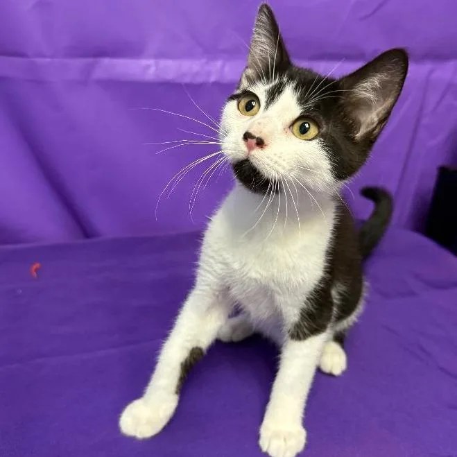 A baby small-sized female Black Domestic Short Hair cat named Lady Bell for adoption in North Myrtle Beach, SC
