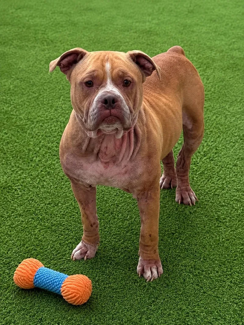 An adult medium-sized male Yellow / Tan / Blond / Fawn Bulldog dog named Charles for adoption in Joliet, IL