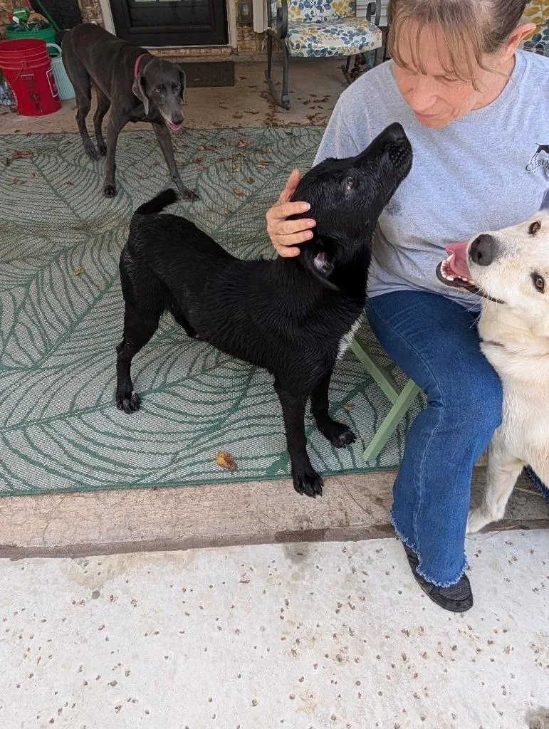 A baby medium-sized female Labrador Retriever dog named Jewel for adoption in Arlington, TX