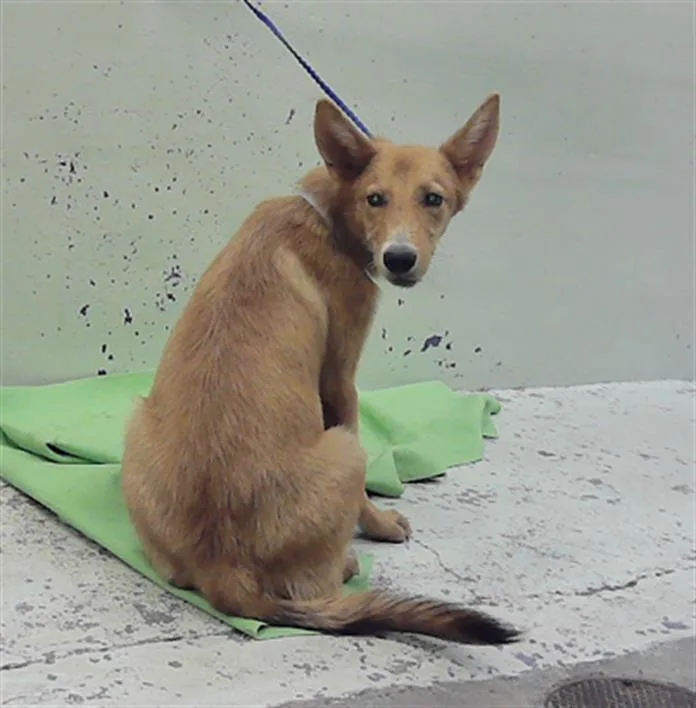 A young medium-sized male German Shepherd Dog dog named Frankie for adoption in Houston, TX