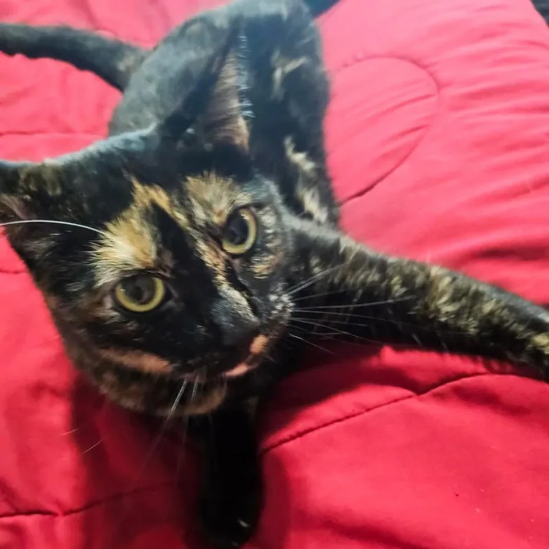 A senior small-sized female Tortoiseshell Domestic Short Hair cat named Pumpkin for adoption in Rochester, MN