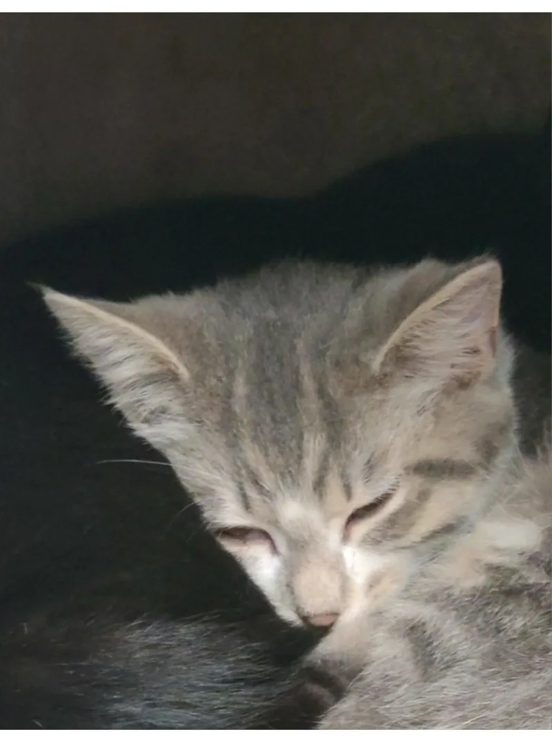 A young small-sized female Domestic Short Hair cat named Louise for adoption in Brighton, MI