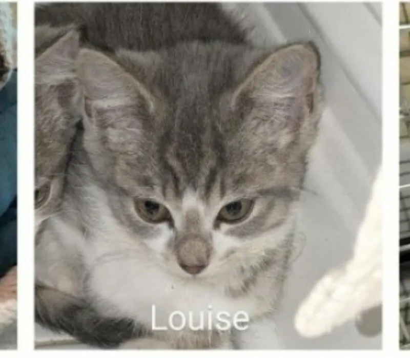 Louise thumbnail 5