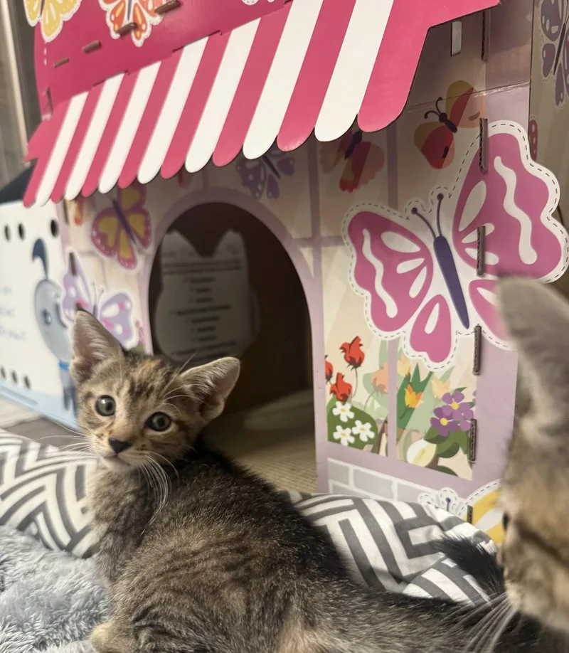 A young medium-sized female Domestic Short Hair cat named May for adoption in Orlando, FL
