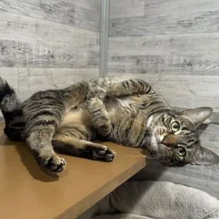 An adult medium-sized female Tabby (Brown / Chocolate) Domestic Short Hair cat named Aliya for adoption in Philadelphia, PA