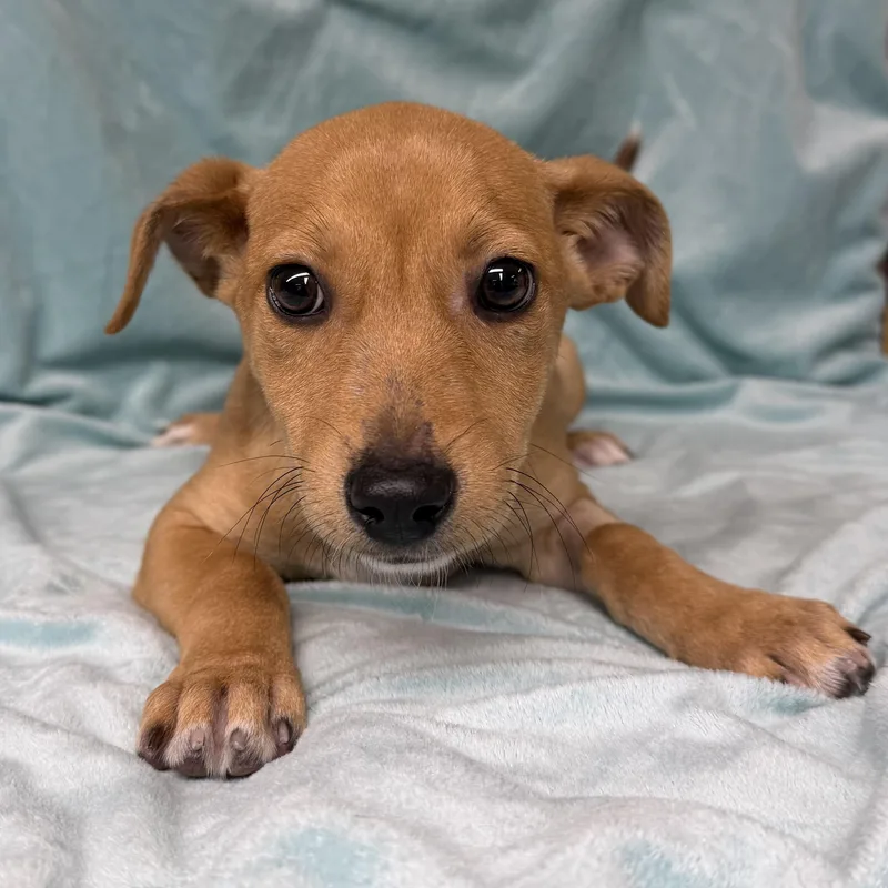 A baby medium-sized female Black Chihuahua dog named Waky for adoption in Boca Raton, FL