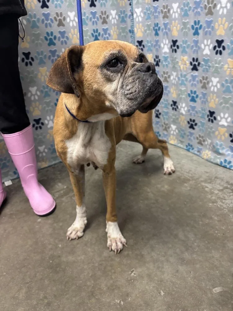 A senior medium-sized female Boxer dog named Dolly for adoption in Hewitt, TX