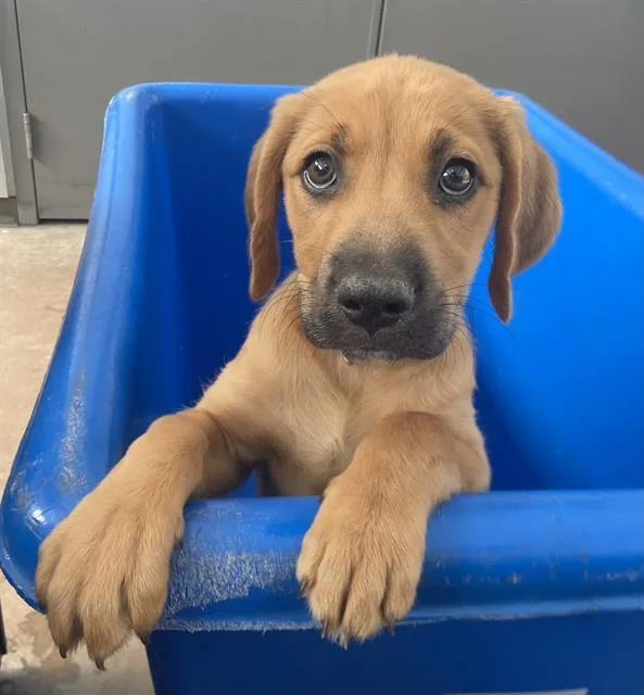 A baby large-sized female Mixed Breed dog named Rayne for adoption in Dallas, TX