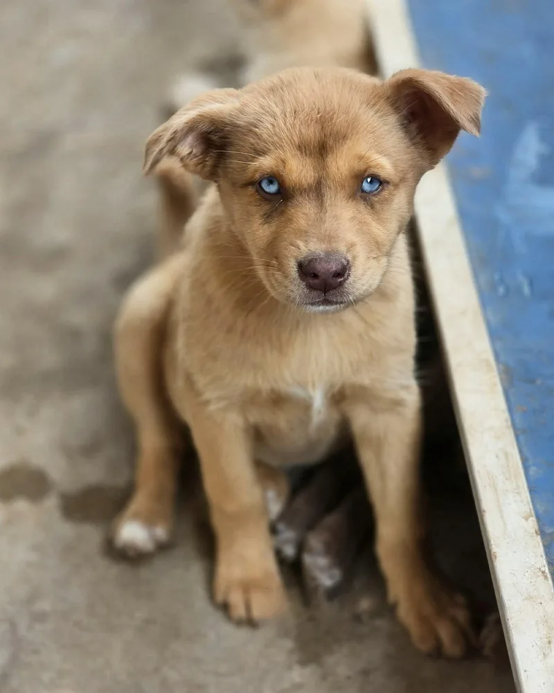 A baby medium-sized female Brown / Chocolate Husky dog named Mystic for adoption in Uxbridge, MA