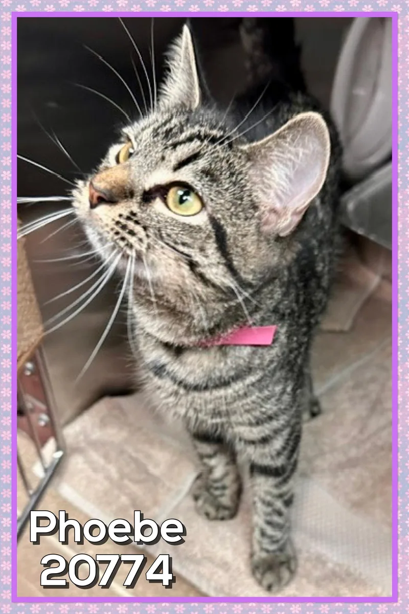 A young small-sized female Tabby (Gray / Blue / Silver) Domestic Short Hair cat named Phoebe for adoption in Marietta, GA