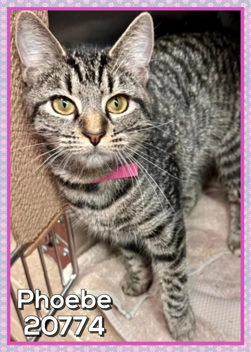 Phoebe thumbnail 2