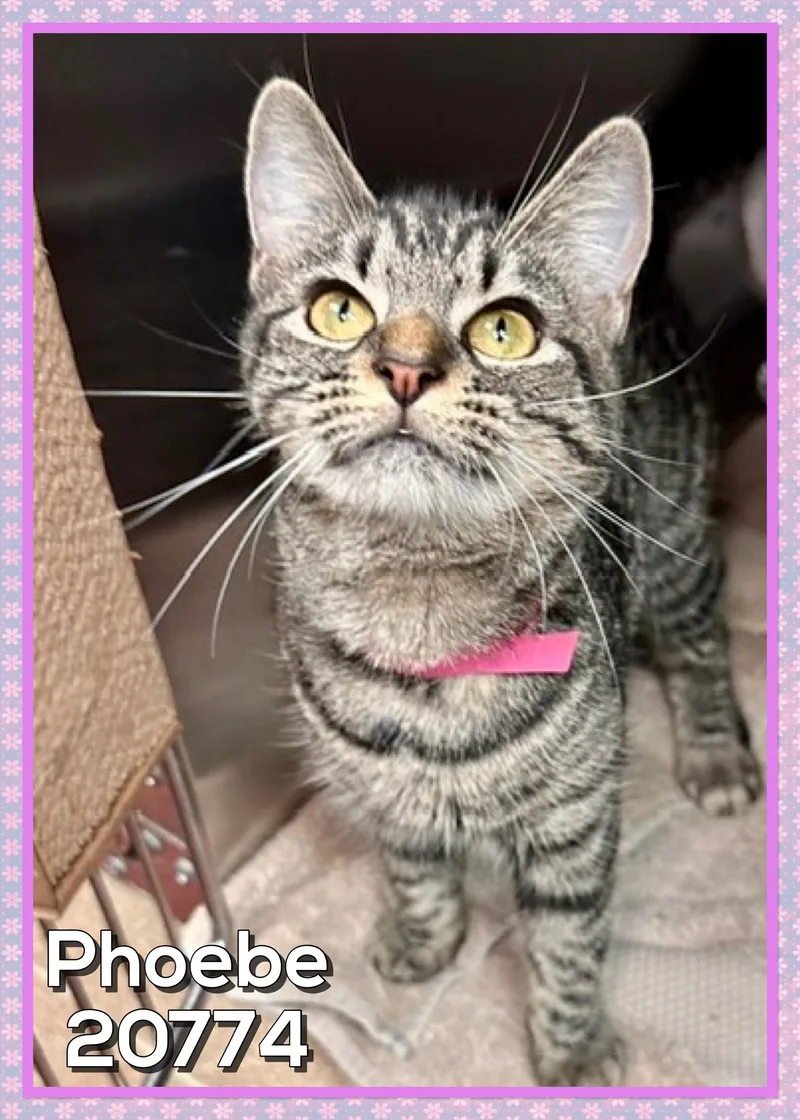 Phoebe thumbnail 4