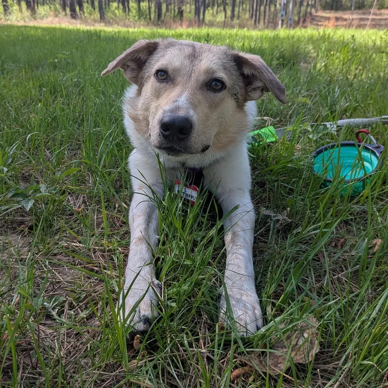 Butterfly thumbnail 2